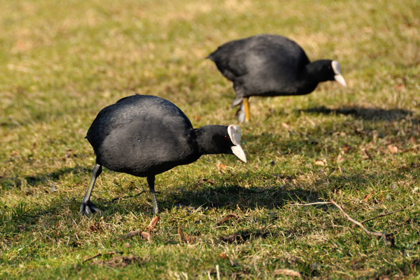 schwarzes Huhn