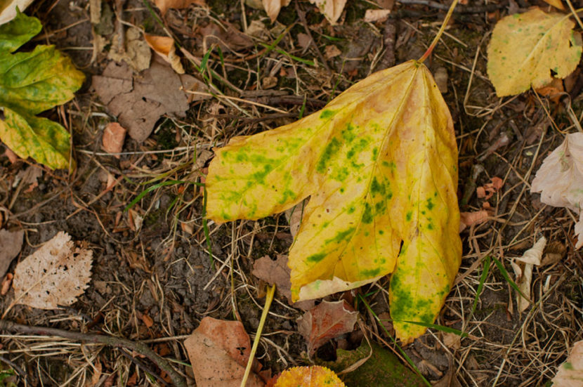 herbst blatt gelb