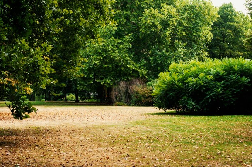 sollbrüggenpark mit busch, der wie ein ufo aussieht