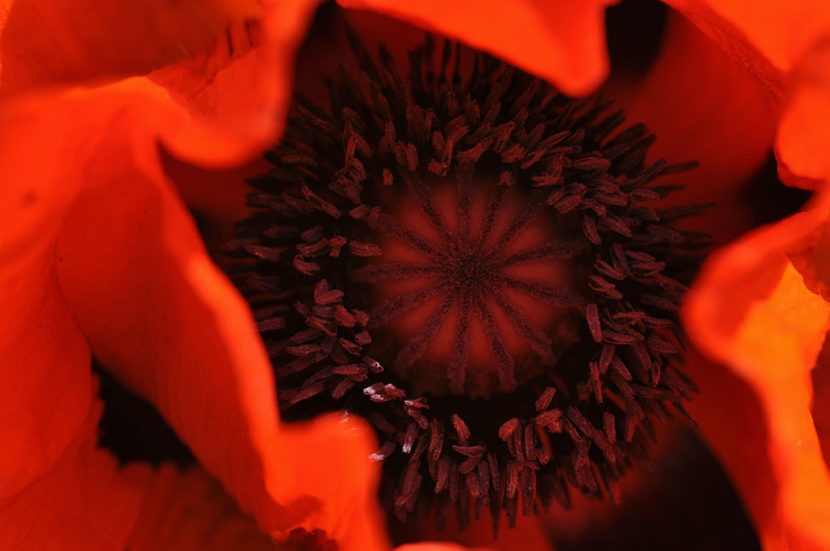 die erotik der natur mohnblume