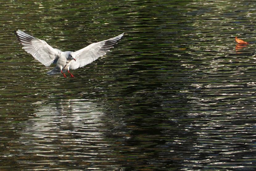 open arms möwe