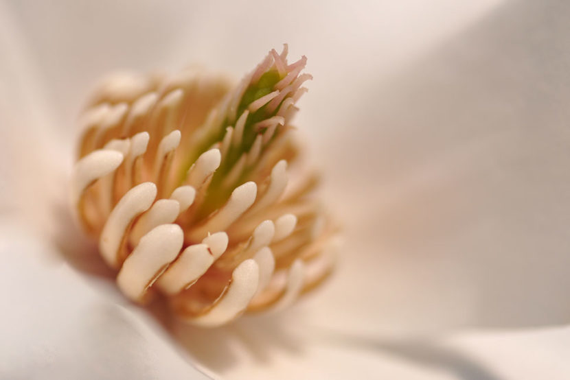 Seelenstriptease Frau Magnolie