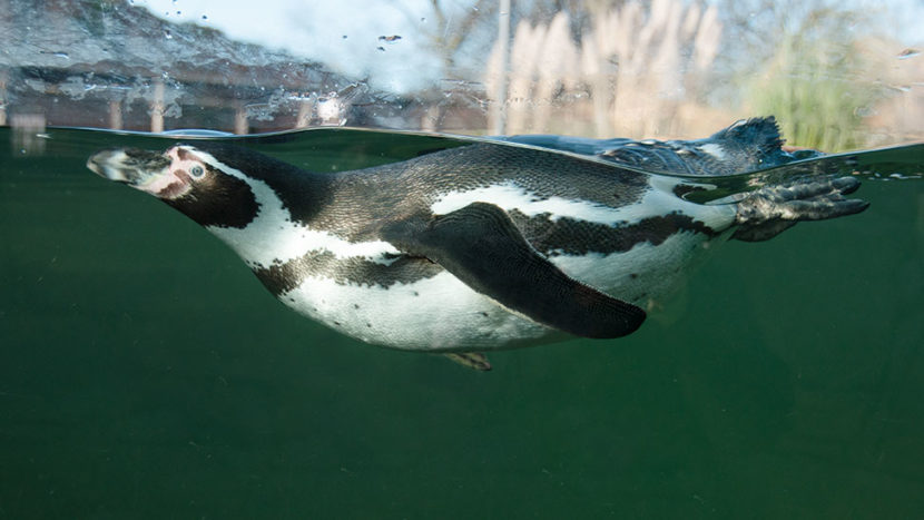 in andere welten abtauchen pinguin