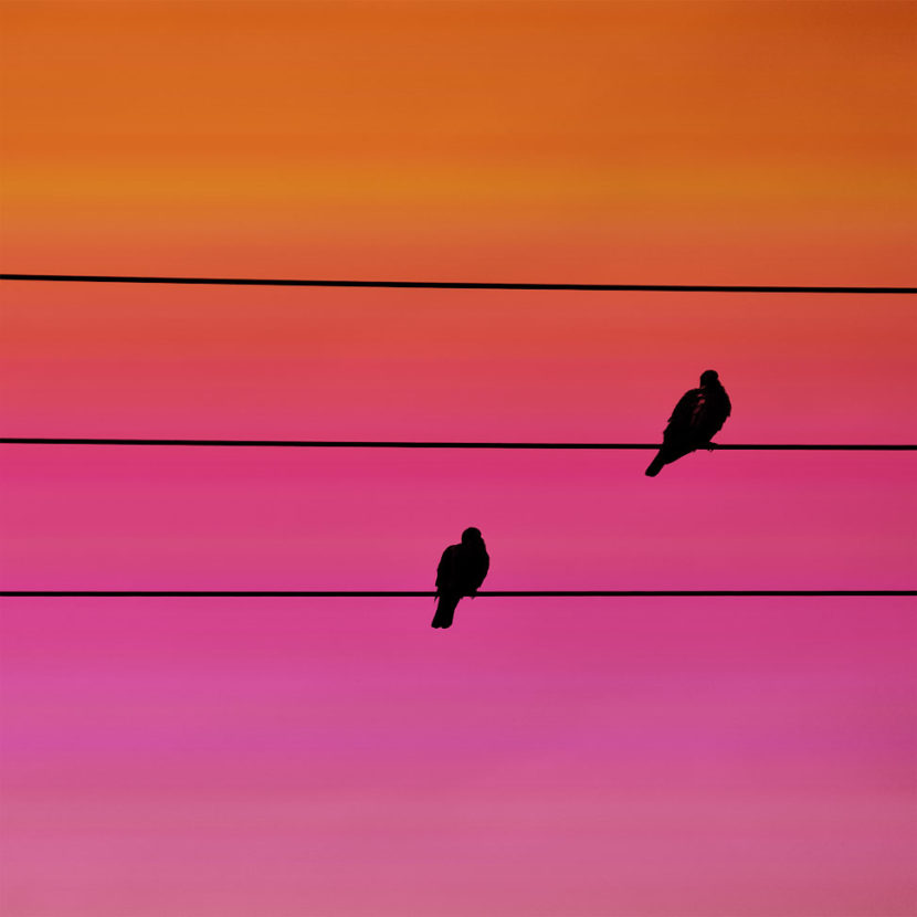 on the line birds