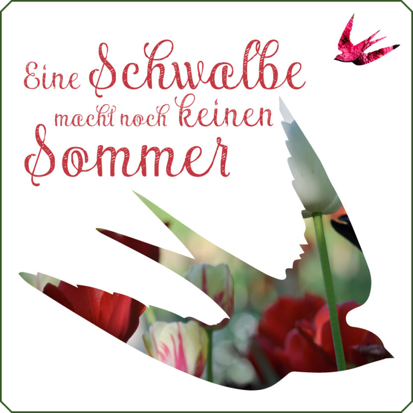 schwalben im sommer