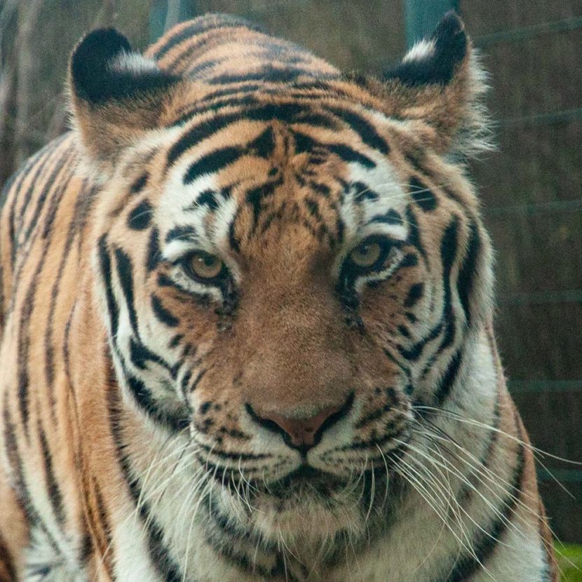 eye of the tiger