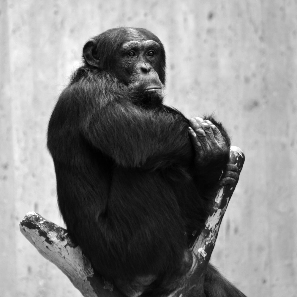schimpanse zoo krefeld