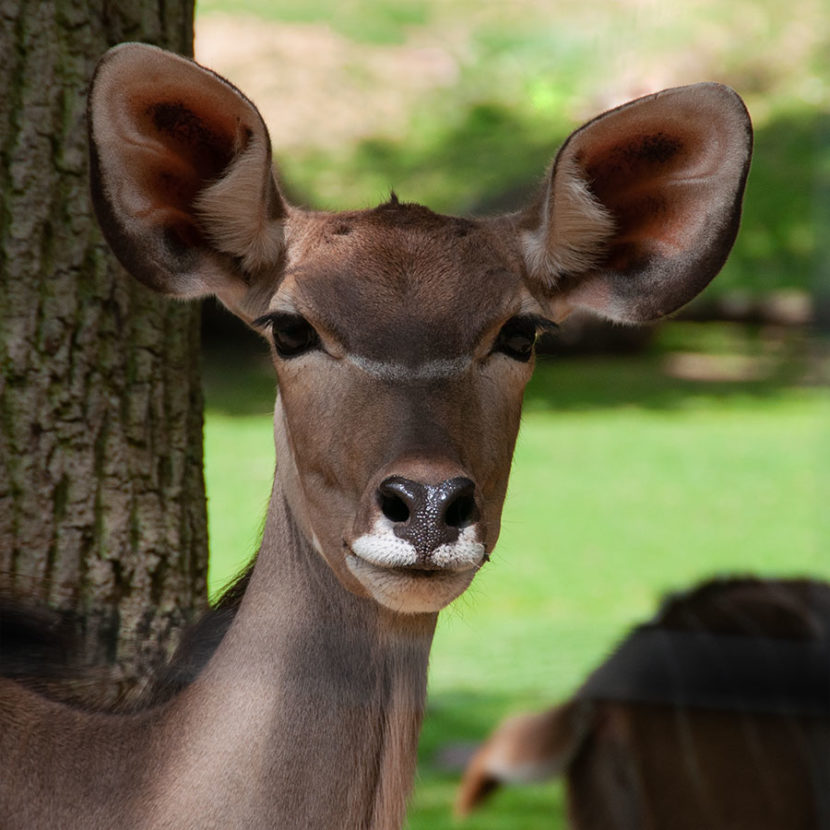 Lauschangriff im Zoo