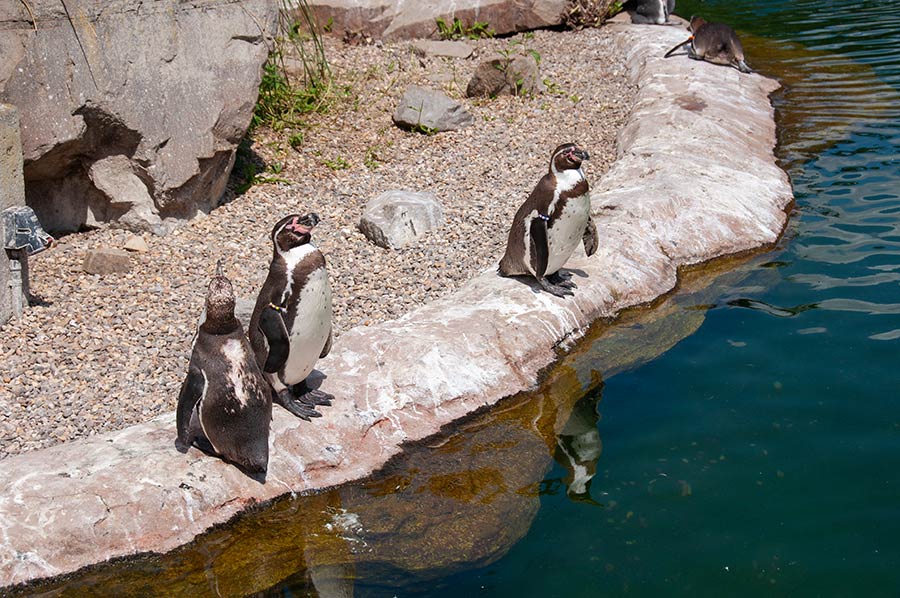 Pinguine am Pool