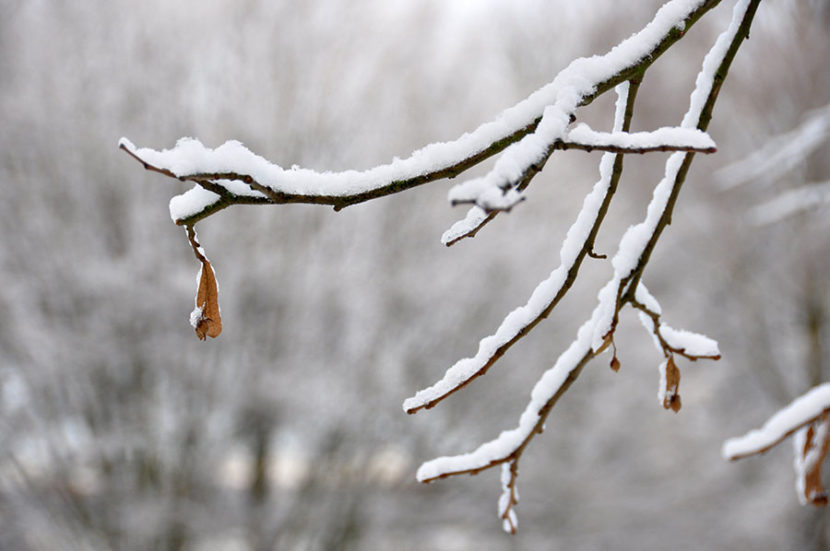 Es hat geschneit – Äste mit Schnee