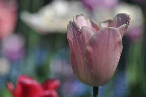 Tulpenvielfalt – Zartrosa Tulpe