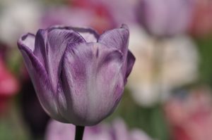 Tulpenvielfalt – lila Tulpe