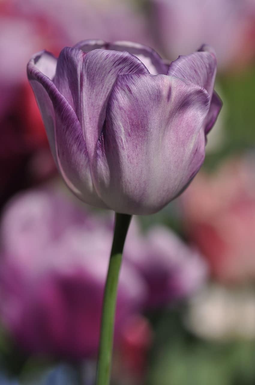 Tulpenvielfalt – lila Schönheit