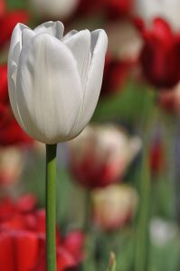 Tulpenvielfalt – weiße Schönheit