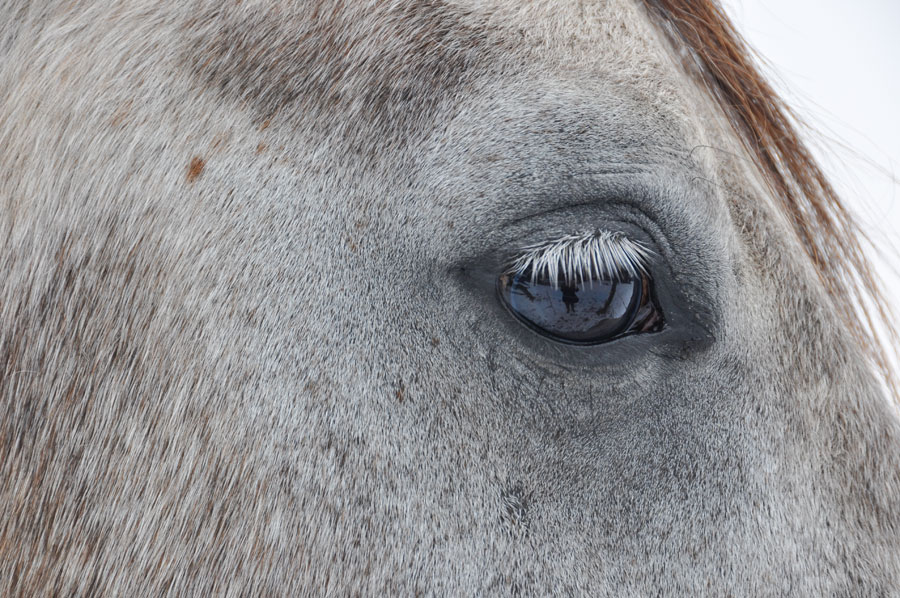 Die faszinierende Welt der Pferde