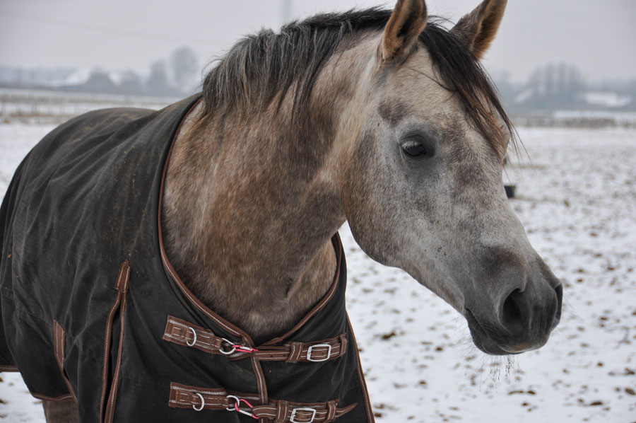 Pferd im Winter mit Pferdedecke