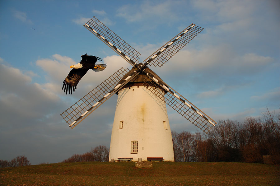 Photoshop (Beta) Adler fliegt an Mühle vorbei.