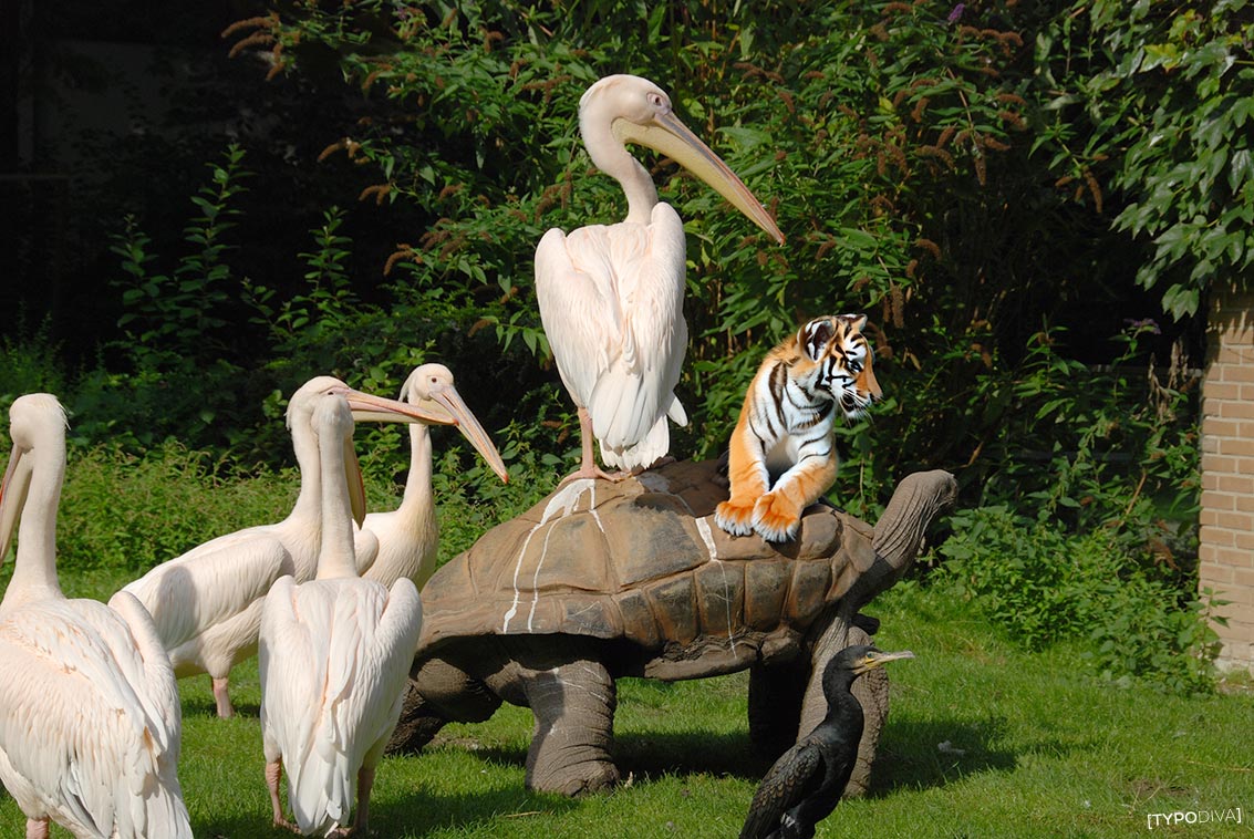 tiger und pelikane auf schildkröte